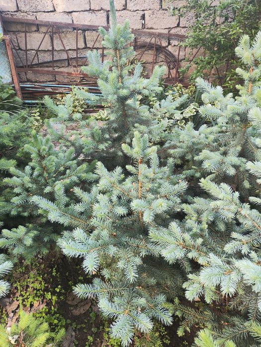 Голубой ель арча