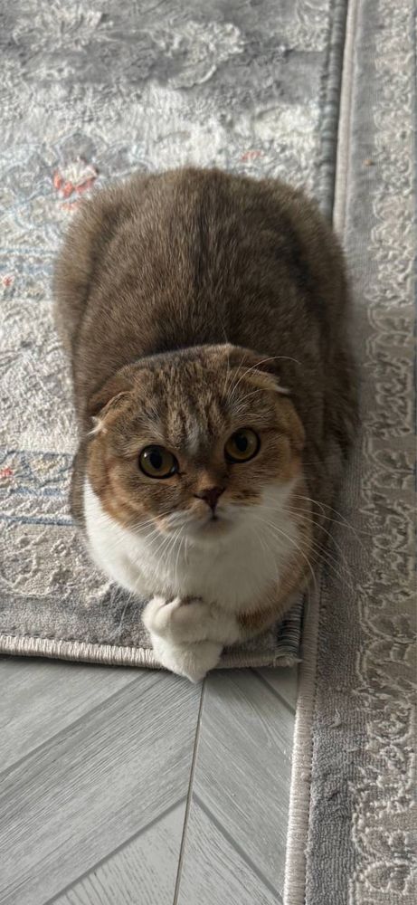 Продам кот и кошка 2