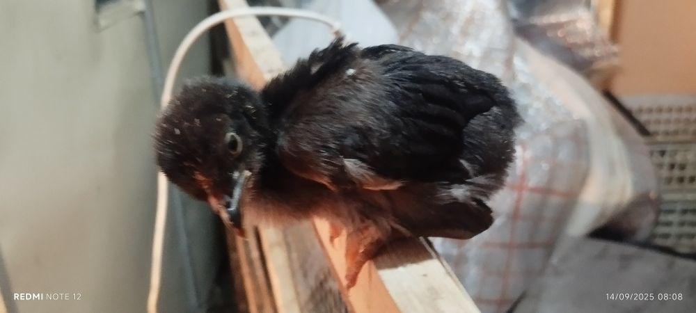Жужалар 1 ва 1,5 ойлик