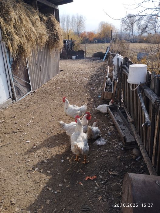 Петухи броиллеры