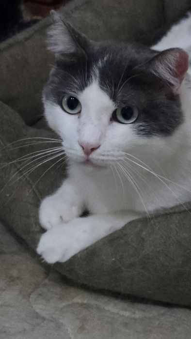 Котик Яша, переживший предательство