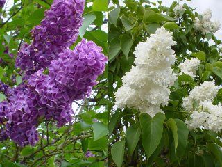 Pomi Oranamentali (Liliac Syringa Tip Copac )