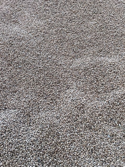 Vand grâu de panificatie de sămânță