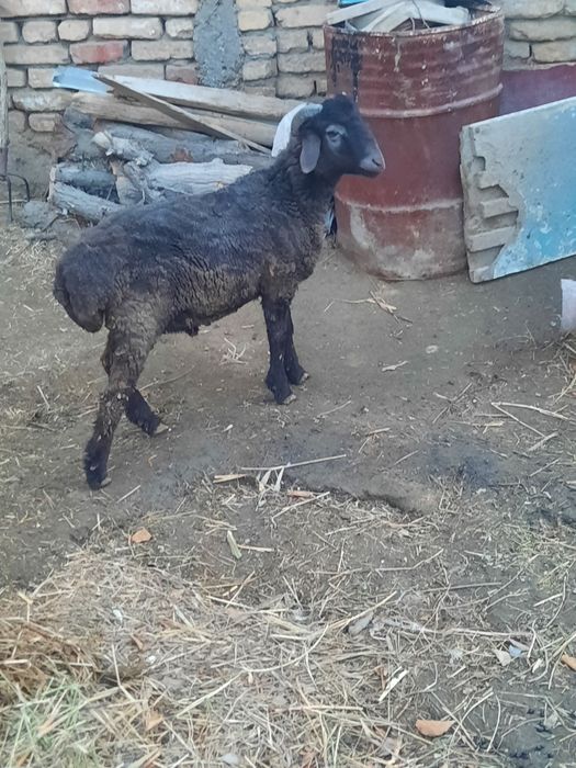 Кучкор барра сотилади