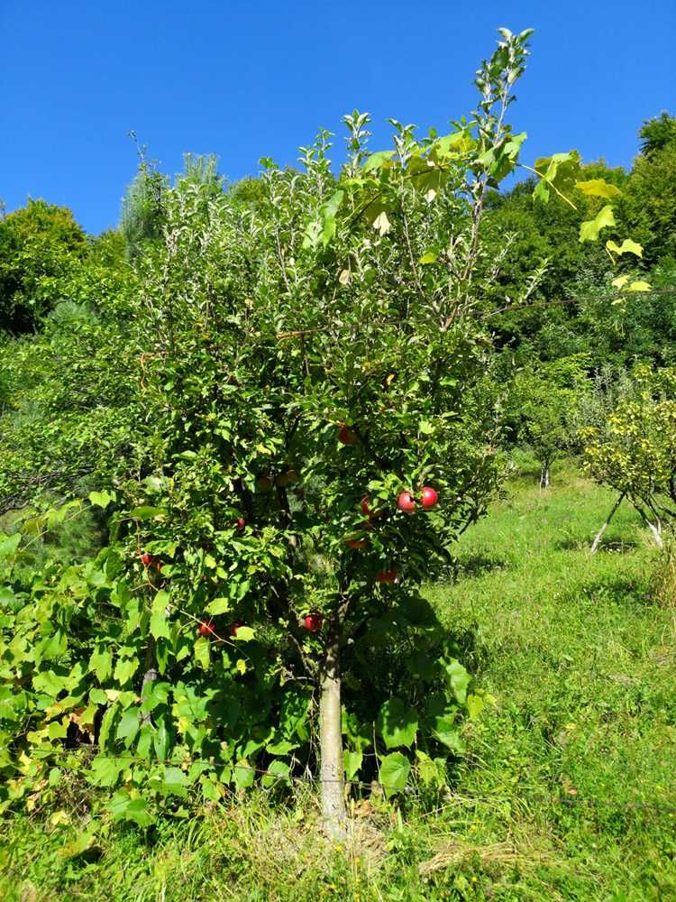 Casa traditionala si teren, zona insorita langa Campina
