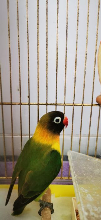 Vand pereche agapornis papagali
