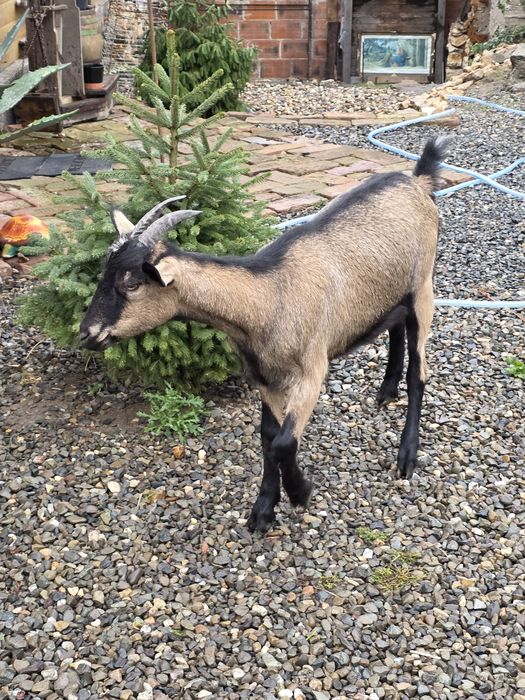 Iede alpina franceza