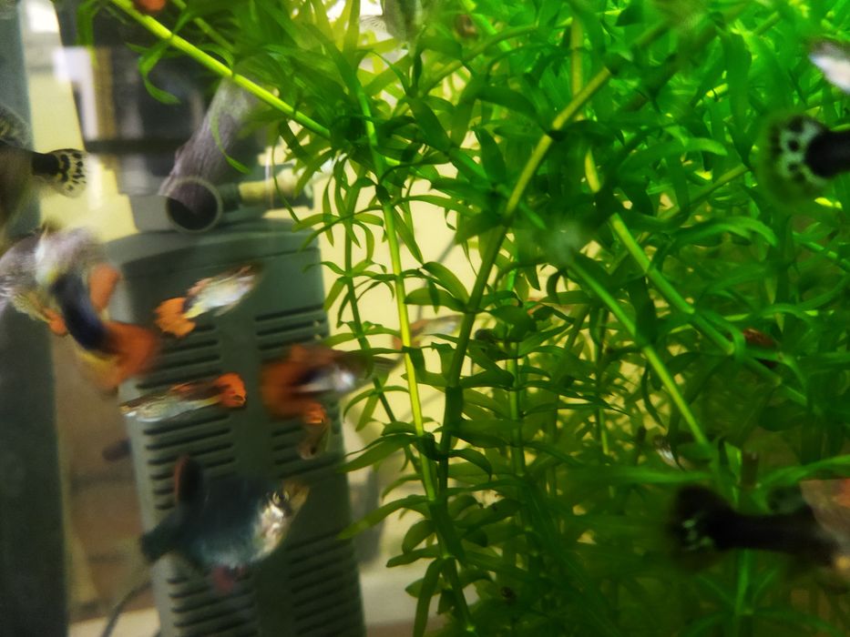 Продаются гуппи оптом молодые