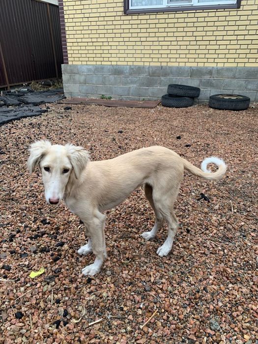 Казахская тазы