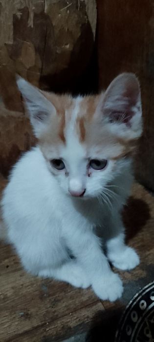 Продаются Котята в хорошие руки