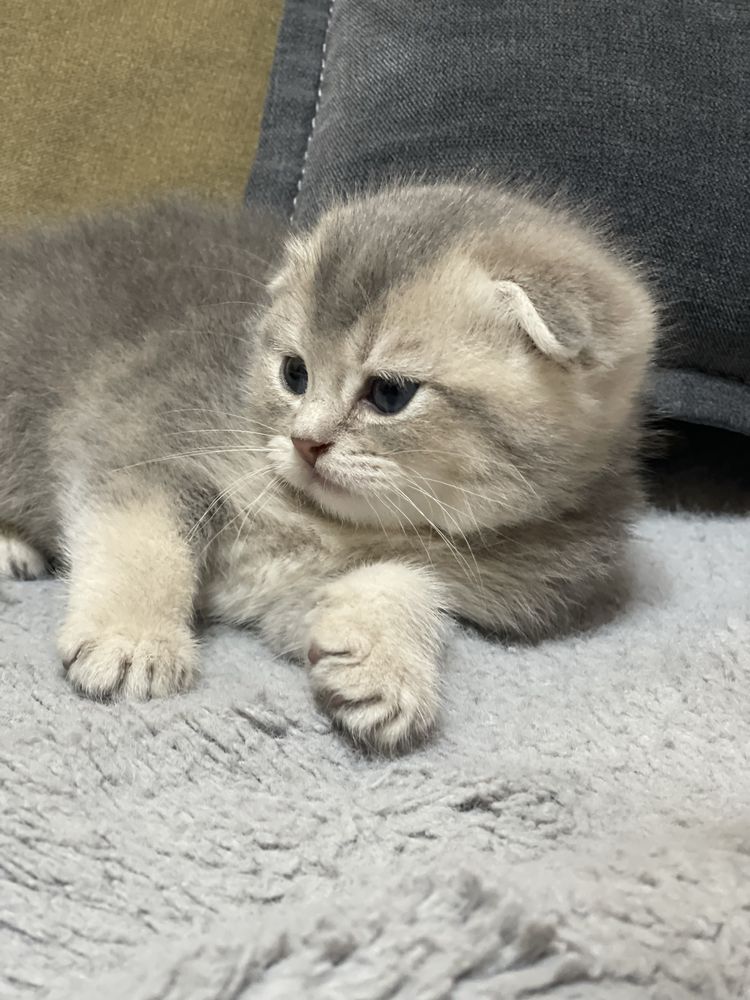 Котенок шиншилла