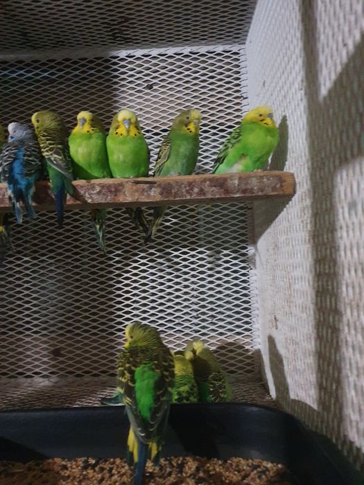 Papagali kakariki, perusi