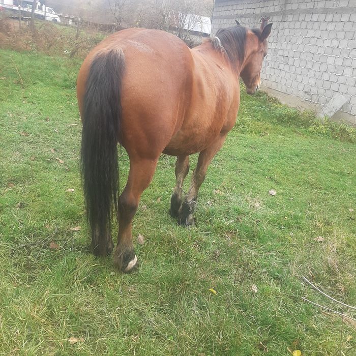 Vand sau schimb cal castrat