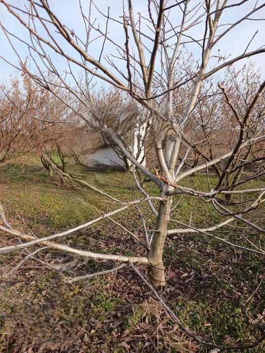 Продава се Къща в с. Пчеларово, Област Добрич - 70 кв.м за 234 €/кв.м - Снимка #11