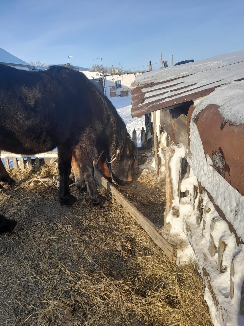 Ассалаумалейкум Жылкы сатылады Енді Дүненге шығад Еркек