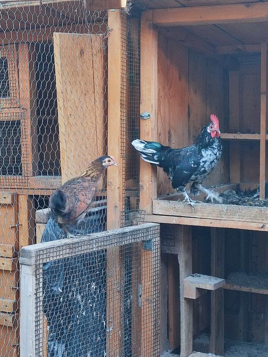 Vând doi cocoși rasa pitică