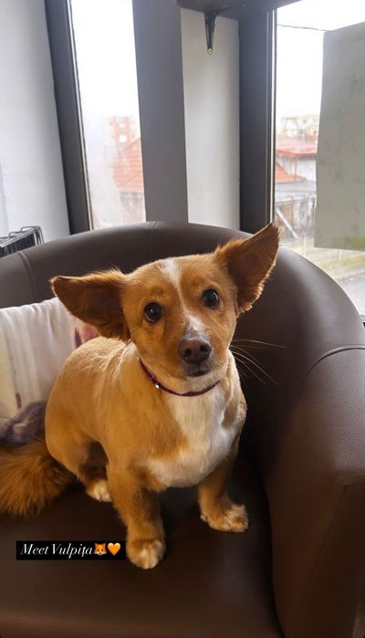 Toaletaj canin Campia Turzii