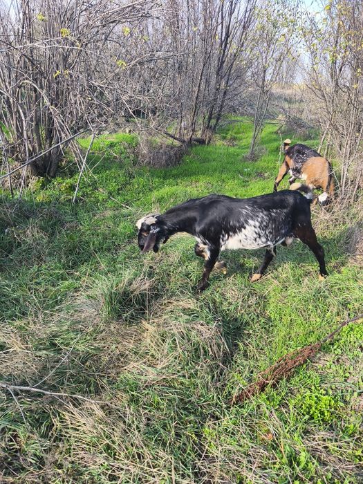 Schimb țap anglonubian