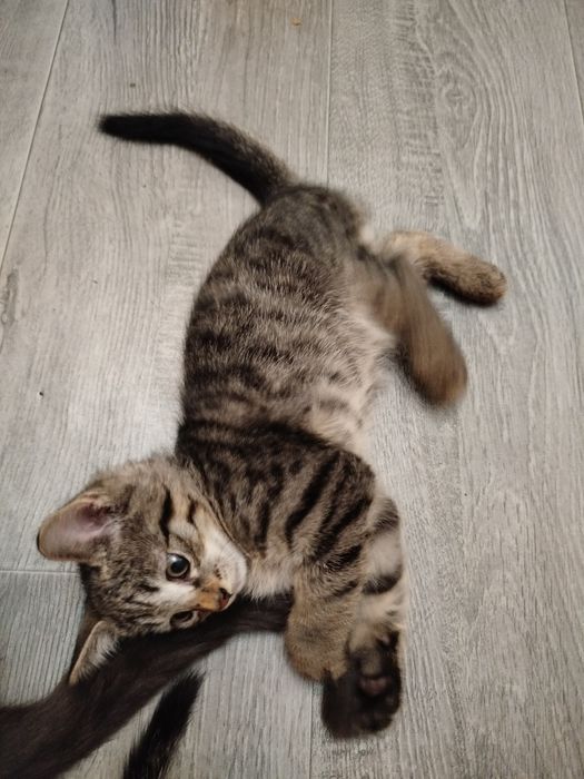 Отдам даром котят ,в добрые руки