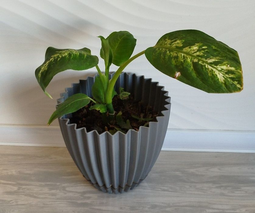 Difinbaxiya дефинбахия