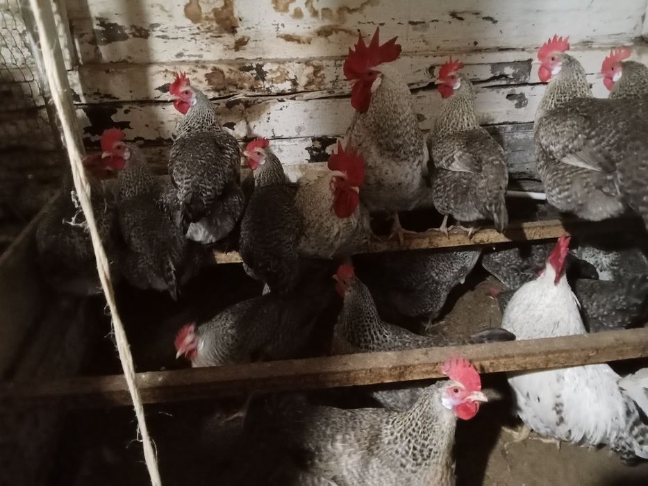 Барковская барвистая.