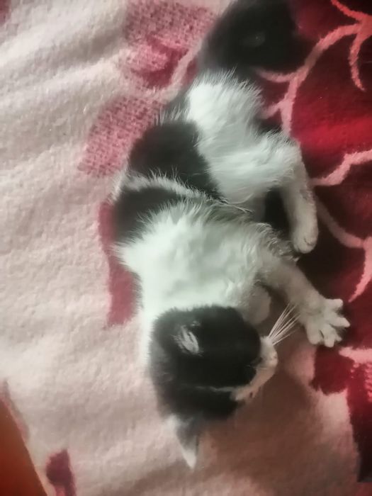 Отдам котеночка