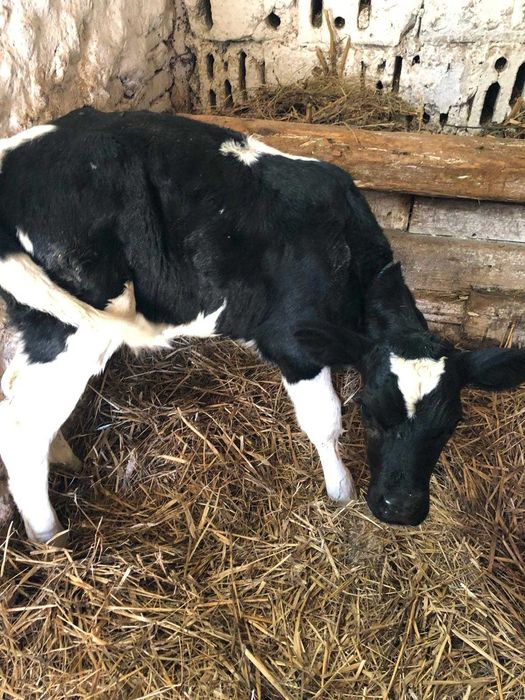 vand tauras negru de 3 saptamani 1250 lei