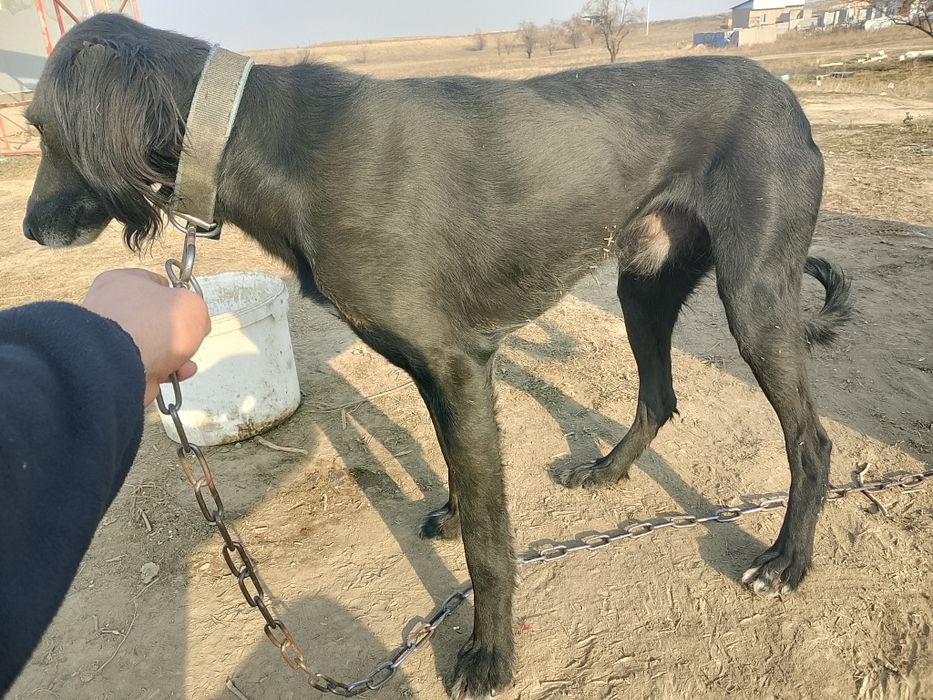 Кумай тазы 4кар баскан