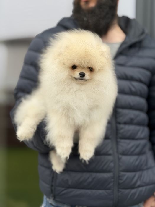 Baietel pomeranian mini/toy!
