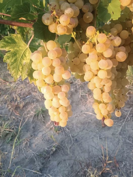 Struguri de vin