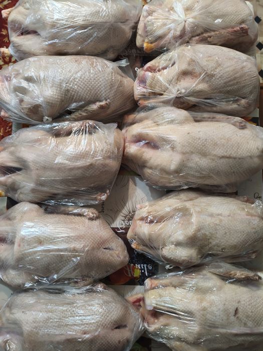Продам домашних гусей
