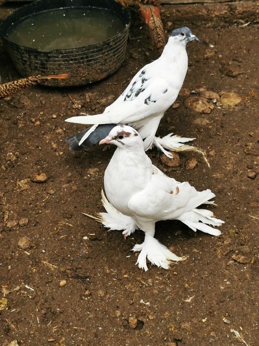 Femele Gusat de pomerania
