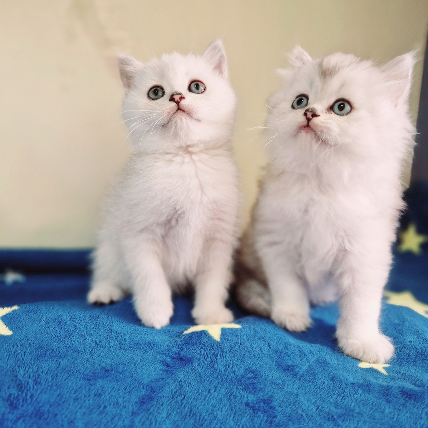 Родословни шотландски котенца