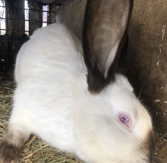 Iepuri  californieni  mari uriasi