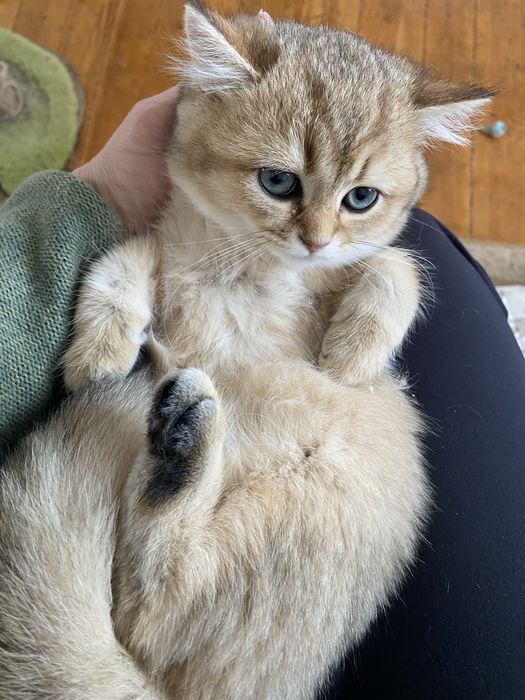 Британски късокосмести котета