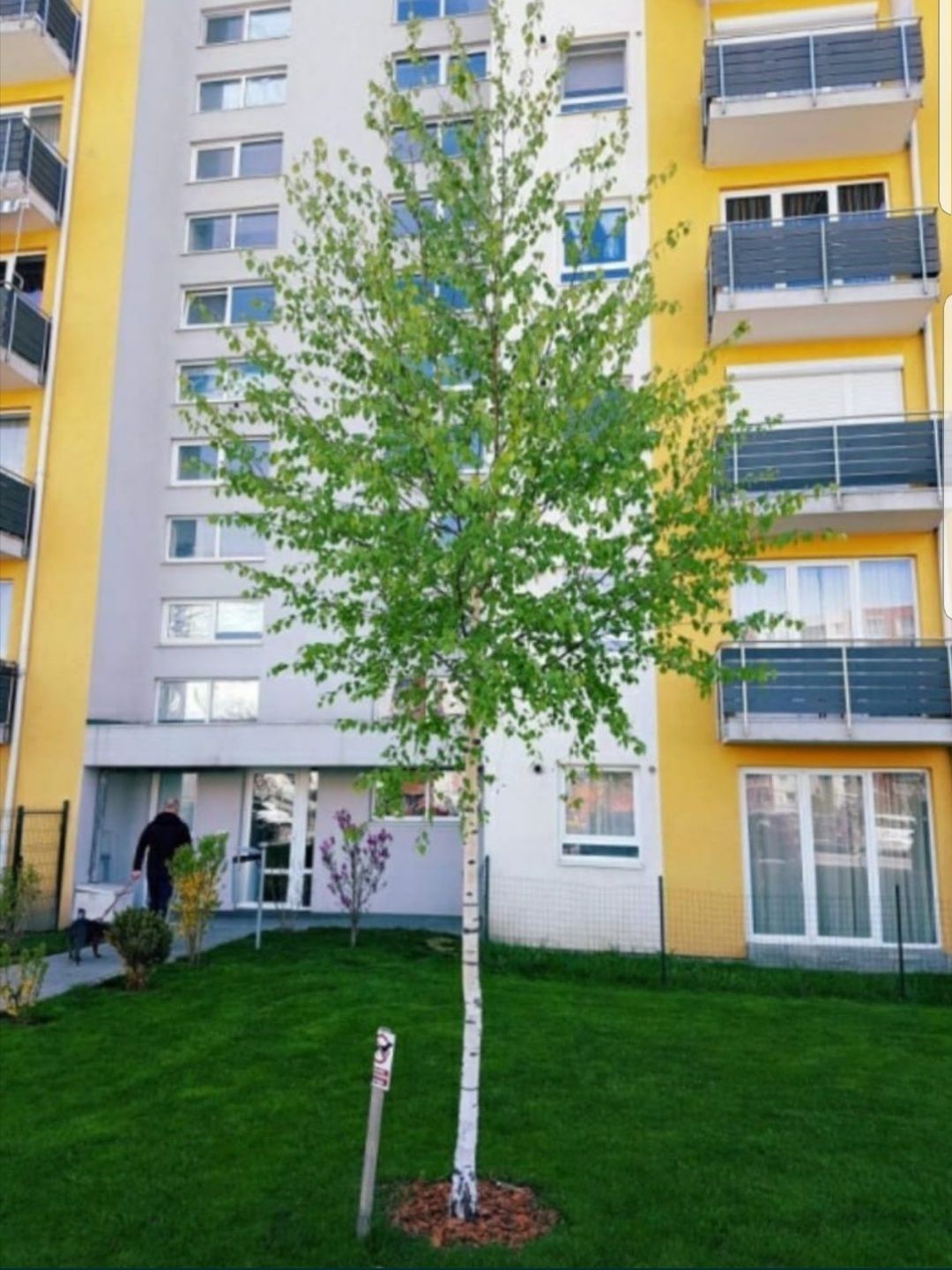 Tuia spirala ,smaragd, magnolia, mesteacan