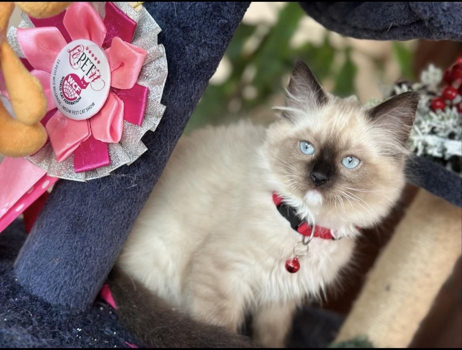 Регдол  / Ragdoll /  момче