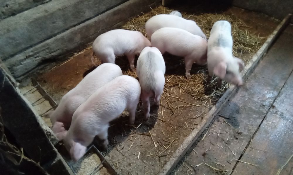 Поросята с гарантией