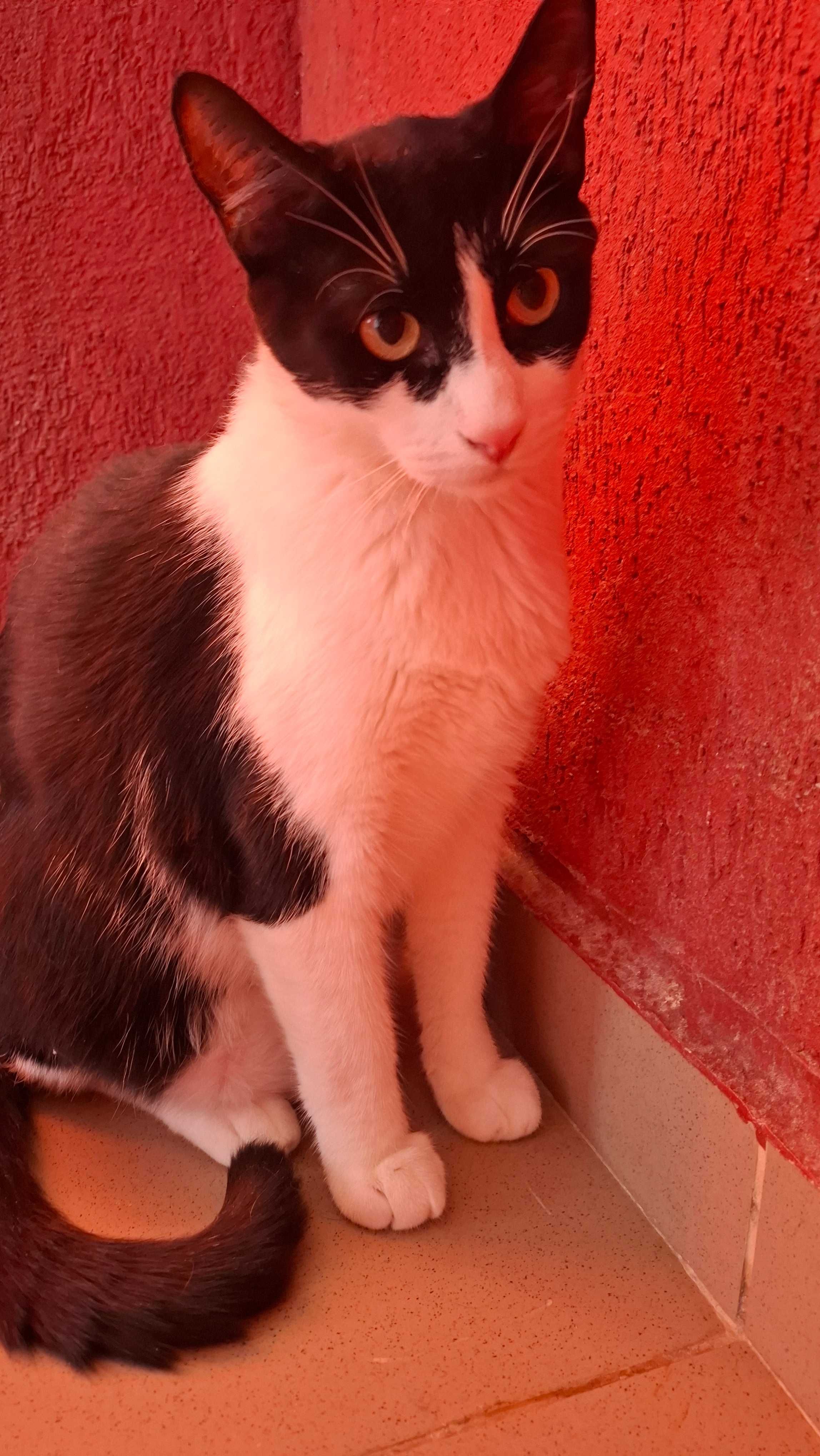 Adoptie pisica motan alb negru castrat Apollo