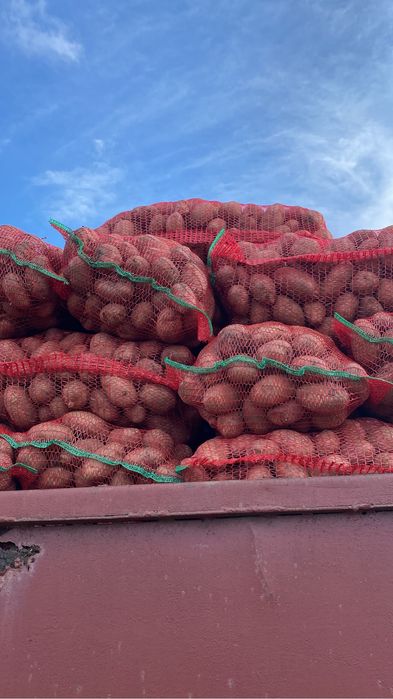 Cartofi consum red lady