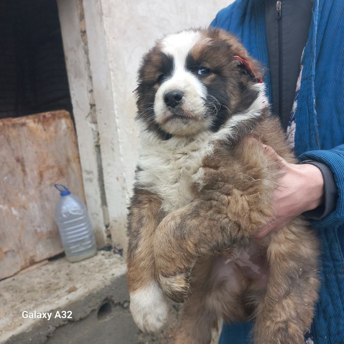 Алабай боласи сотилади эркаг