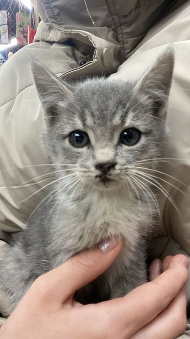 Луна ищет себе дом