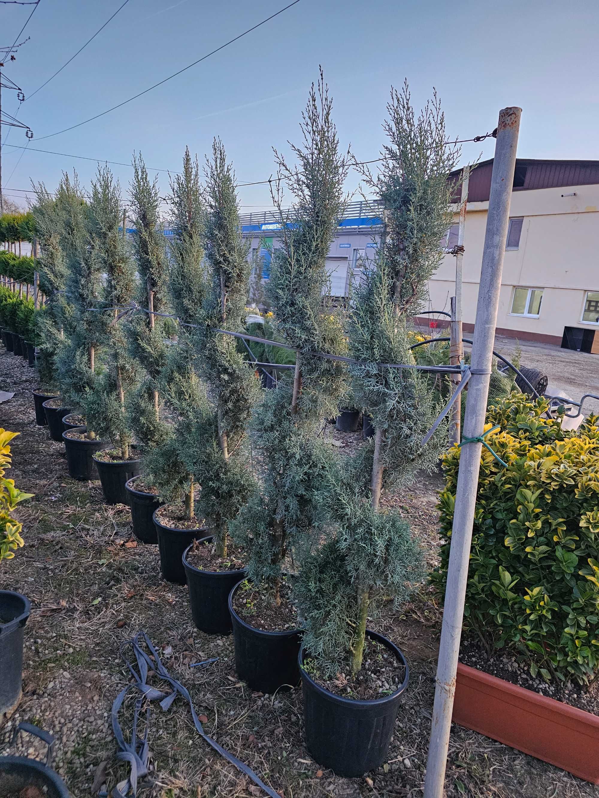 Va oferim o gama larga de plante ornamentale pret accesibil