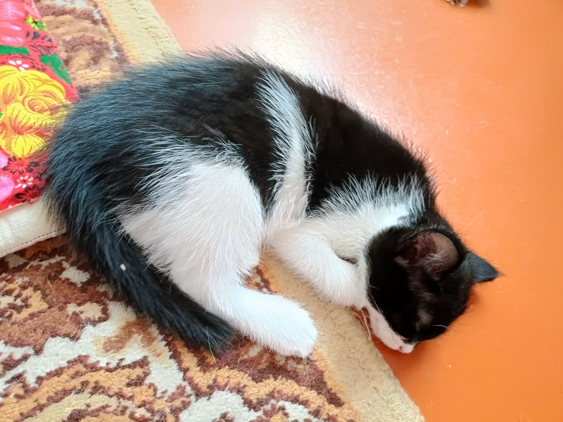 Котята пародистые, милые и шустрые