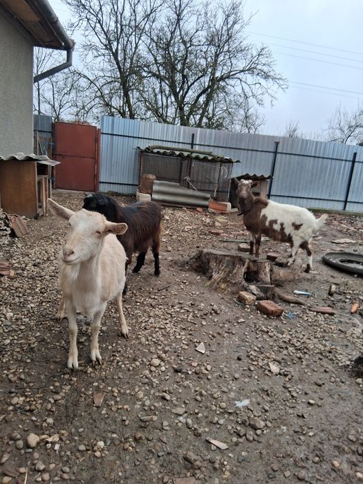 Vând 2 capre și un țap