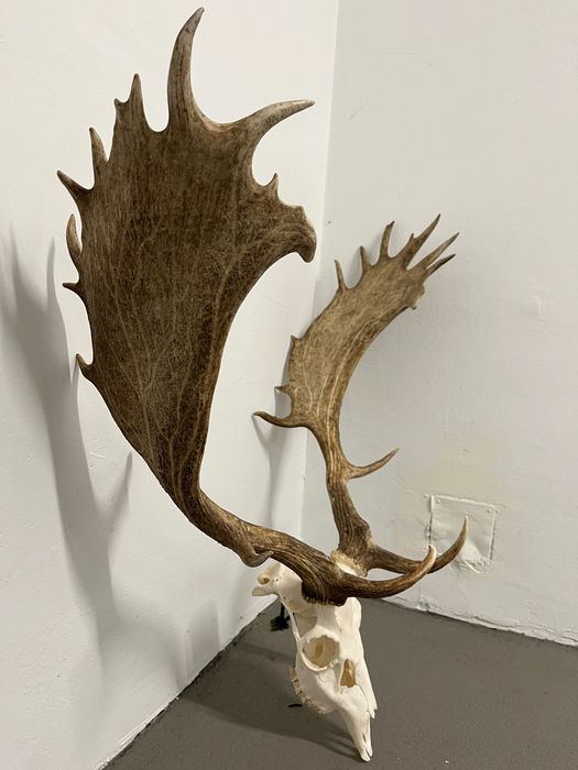 Трофей Елен лопатар