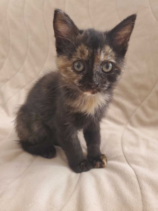 Домашна женска котка сцвят на костенурка  на 2 месеца, търси дом