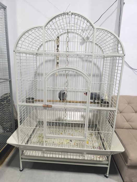 Срочно продам китайский вальер