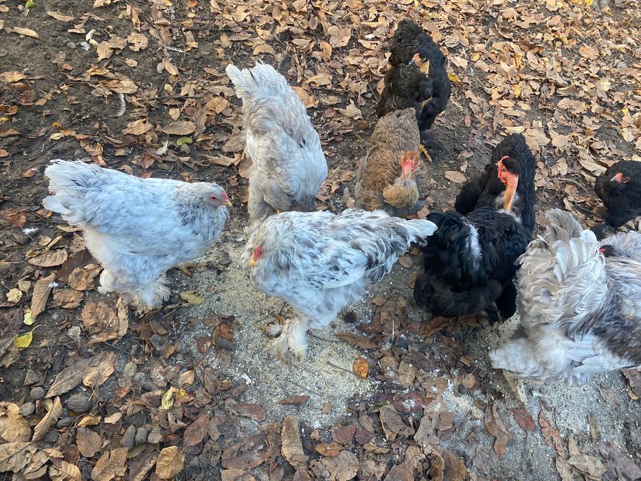 Gaini de rasa Brahma