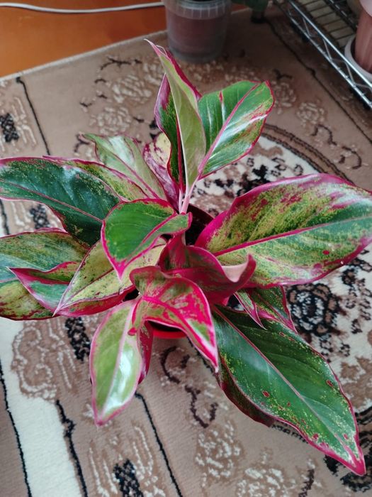 Продам комнатный цветок